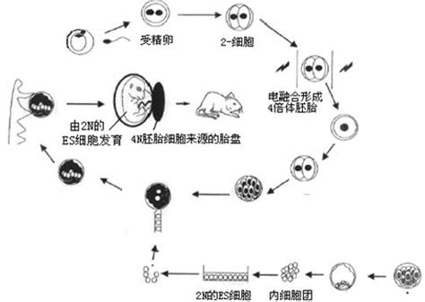 【每天5分钟】101221证明4n-1型质数有无穷多个 - 知乎