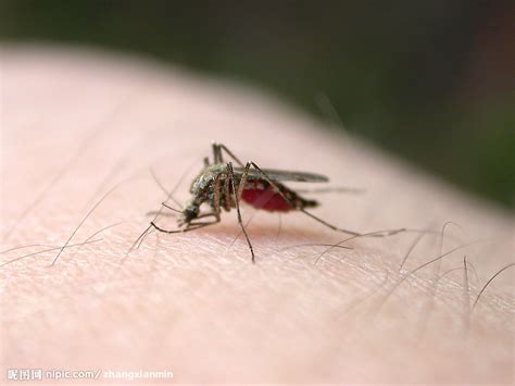 灭蚊用上了核科技！我国科学家推出核射线灭蚊法，巧妙给蚊子绝育 - 知乎