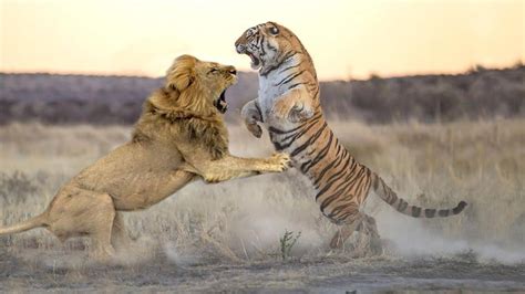为什么大多数与雄狮打斗的老虎都是小型的？干嘛不找大型老虎？|东北虎|人工繁殖|老虎_新浪新闻