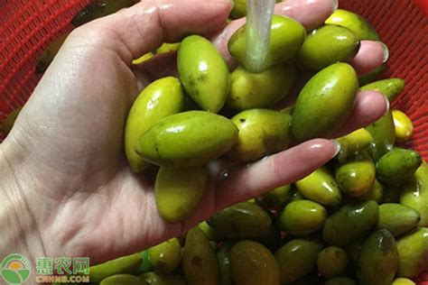 青橄榄怎么吃 你知道橄榄的吃法有几种吗？ | 说明书网