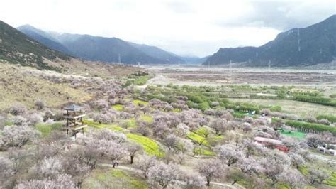 高原花儿开，静待游客来——西藏林芝首次启用5G直播呈现桃花美景