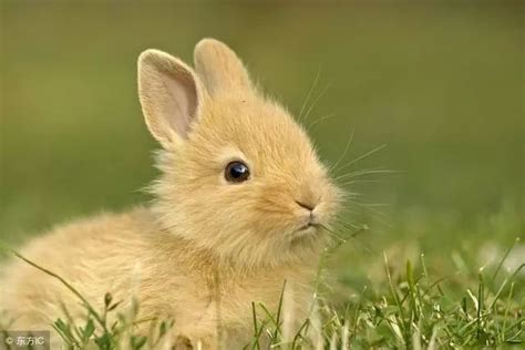 属兔出生最好六个吉日是哪几个日子