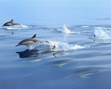 2米鲸豚搁浅茂名海滩，众人合力施救送归深海_南方plus_南方+