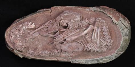 全球保存最完整的恐龙木乃伊化石运抵郴州 长约12米 - 市州精选 - 湖南在线 - 华声在线