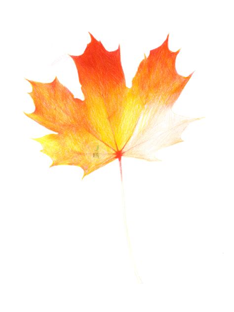手绘秋天的枫树叶元素素材下载-正版素材401540895-摄图网