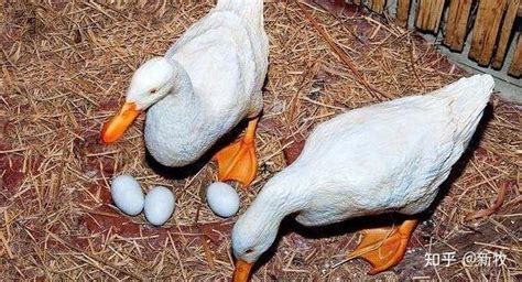 蛋鸭雨天减蛋的原因 蛋鸭雨天不产蛋怎么办 鸭子不下蛋怎么回事 - 知乎