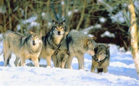狼群中的头狼是公狼还是母狼？为什么？