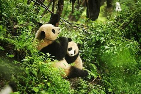 四川大熊猫栖息地：卧龙、四姑娘山和夹金山——中国世界遗产①