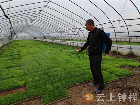 雷官镇：工厂化育秧让水稻种植跑出“加速度”_来安县人民政府