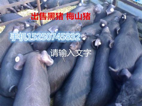 延吉仔猪多少钱一斤_出售梅山猪_江苏科技猪场