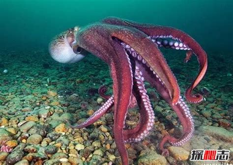 世界上最大的章鱼，北太平洋巨型章鱼(554斤/9.8米)_探秘志