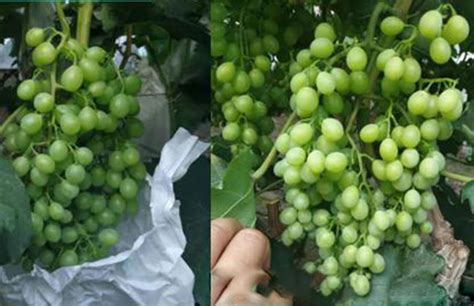 夏黑葡萄种植技术，选择适合当地种植的品种是关键-农百科