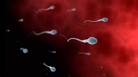 精子尾部发育相关蛋白研究进展 - 中科院遗传与发育生物学研究所 - Free考研考试