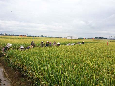 青岛海水稻丰收在望，亩产约350公斤_观海新闻
