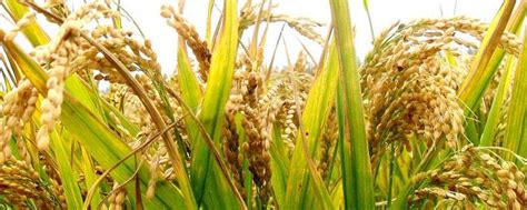 水稻的亩产量大约是多少千克，附种植方法_中国历史网