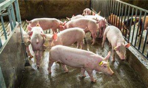 猪身上不同部位长包 脓包血水放出加抗生素_猪病 - 猪病预防及治疗/养猪技术 - 中国养猪网-中国养猪行业门户网站
