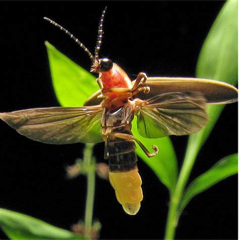 关于萤火虫的14个有趣的科学小知识(图)_课外活动_奥数网