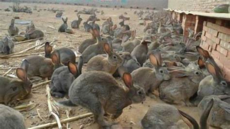 小伙饲养几十只兔子！兔子喂食场面令人震撼！_腾讯视频