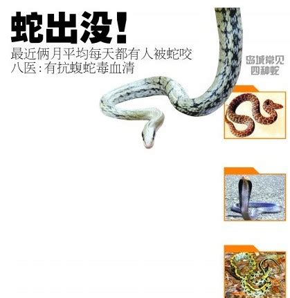 图示青岛常见4种蛇 蝮蛇堪称蛇王被咬流黑血 - 青岛新闻网