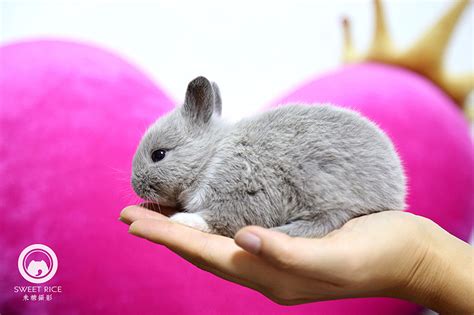 [侏儒兔批发]侏儒兔 美国二代双血黄色侏儒，3母1公，出售！预算低的可以问价格800元/只 - 惠农网