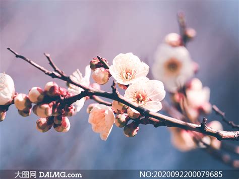 梅花图片_冬季的梅花图片大全 - 花卉网