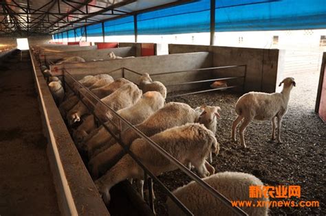 山羊羊舍,农村小型羊舍图片大全,圈养山羊的羊舍图片_大山谷图库