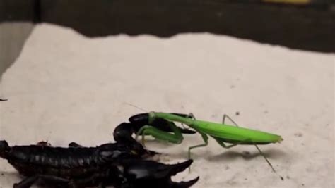 非洲绿巨螳螂蝎子,非洲绿巨螳螂,非洲绿巨螳螂寿命_大山谷图库