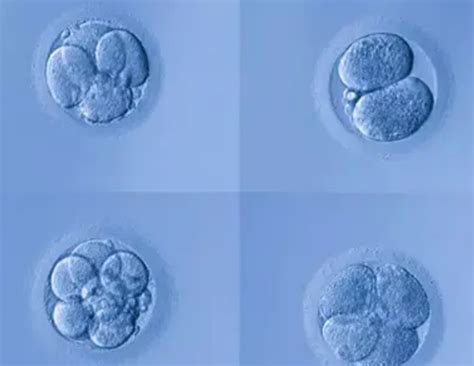 胚胎几级为优胚？ 胚胎等级是根据什么划分的？ - 好孕无忧