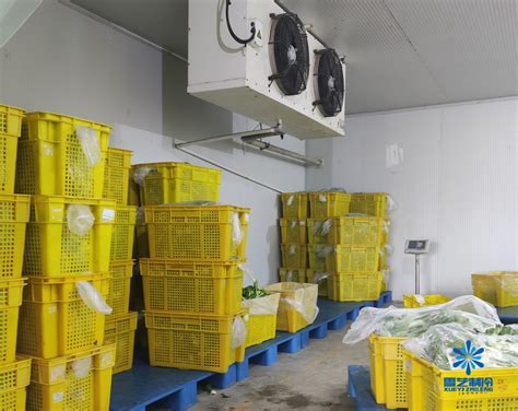香菜冷库贮藏温度，香菜冷库储存方法介绍_上海雪艺制冷科技发展有限公司