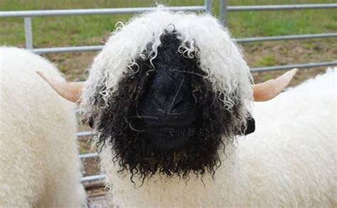 世界上最贵的羊332万元成交 这只名为“双钻”的羊究竟有什么过人之处？|世界上|贵的-社会资讯-川北在线
