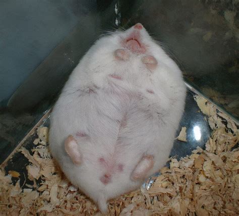 如何判断仓鼠是否怀孕（盘点仓鼠怀孕的症状有哪些） - 胖萌舍宠物网