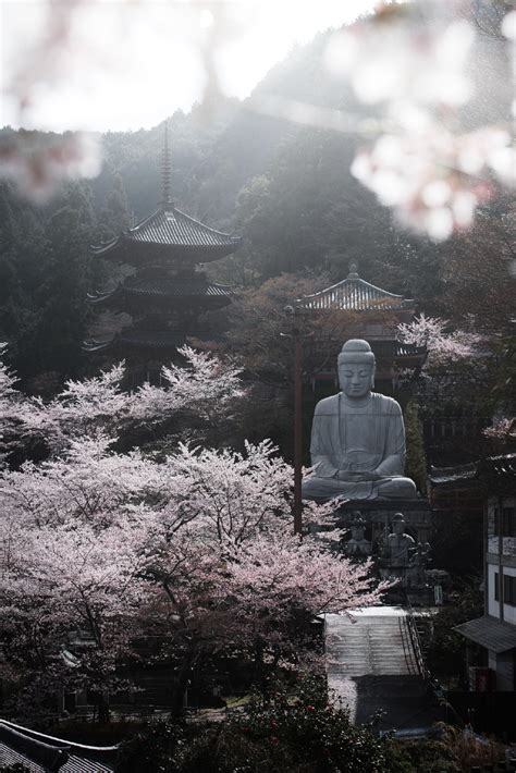 奈良，南法华寺的四季更替 | 摄影师Yuya Hakozaki__财经头条