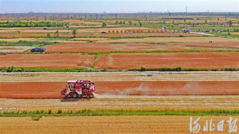 总产增长近两成！沧州百万亩旱碱麦丰收了_河北日报客户端