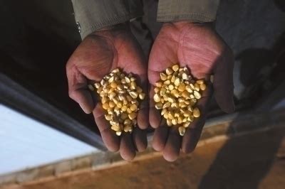 陕西4000亩转基因玉米遭强铲 种子经销商被拘留
