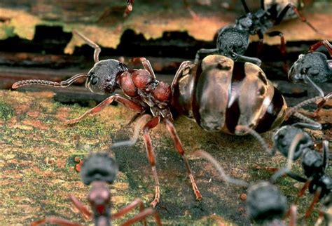 红火蚁的危害性以及防治措施_处理