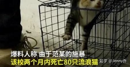 山东大学生拍虐猫视频贩卖，2个月致死80只：动物只是动物，人不一定是人 - 知乎