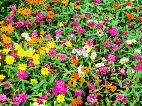 百日草花是您希望在花园中种植的最茂盛的花朵之一最容易生高清图片下载-正版图片507308044-摄图网