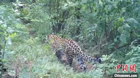 惊喜！不到3分钟拍摄2只金钱豹-陕西长青国家级自然保护区-关注森林网