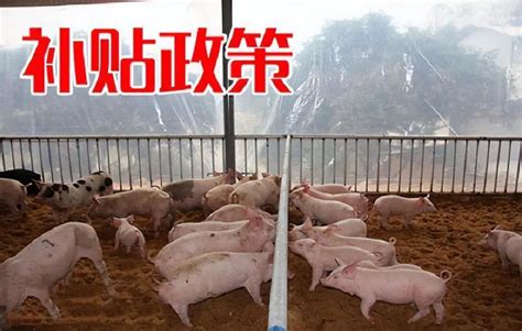 重磅！2023年中国及31省市生猪养殖行业政策汇总及解读（全）政策加持下迎来发展新机遇_行业研究报告 - 前瞻网