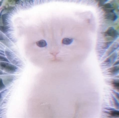 非主流动头像猫