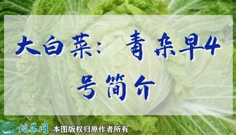 大白菜新品种：秀美8号菜简介 - 三农百科 - 蛇农网