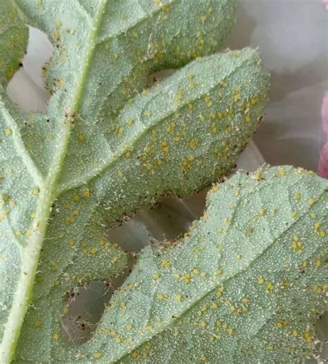 5月份栾树蚜虫达到危害高峰期，如何防治才能避免栾树下面下黏雨 - 知乎