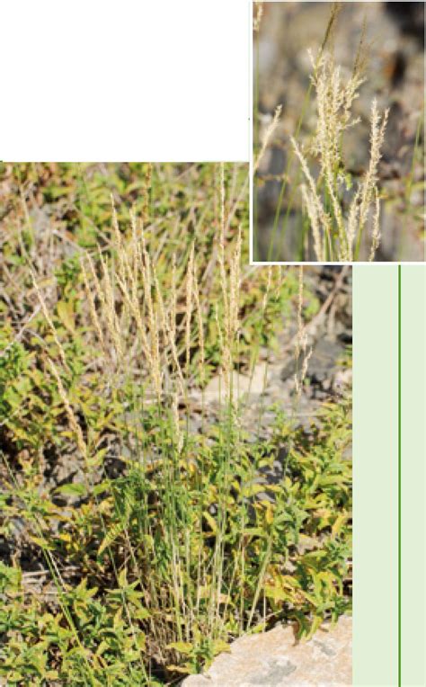 318 硬质早熟禾-宁夏罗山植物-图片