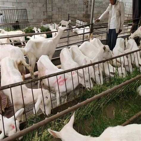 黑龙江有养殖出售好品种的奶山羊报价利润行情 菏泽 萨能奶山羊-食品商务网
