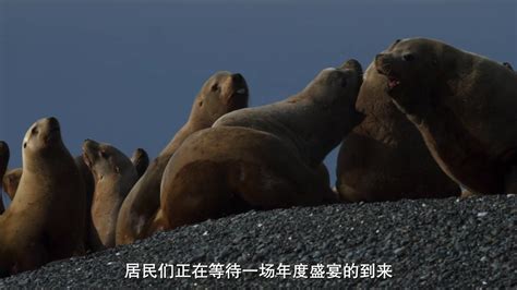 海狼之岛 2022纪录片 HD1080P 迅雷下载 | 小Q电影