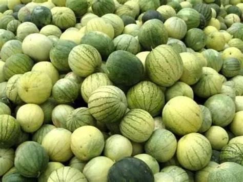 一般我们吃的零食西瓜子 是夏天常吃的西瓜里的籽吗|一般|我们-360GAME-川北在线