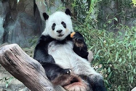 外交部：中方对旅泰大熊猫“林惠”离世感到难过和惋惜