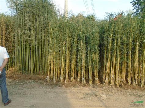 四季竹子 国产 植物高度：1.5m-融创集采商城