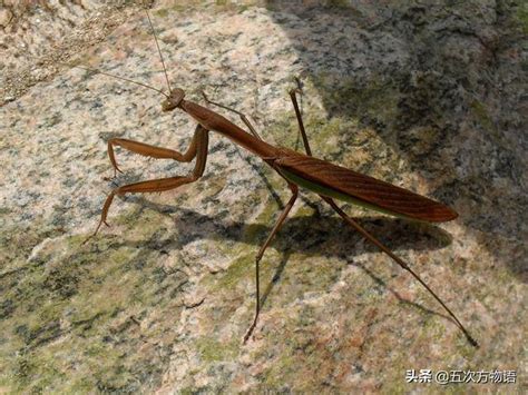 一只中华大刀螳螂，雌虫 - 生态, 微距 - MR.Q - 图虫摄影网