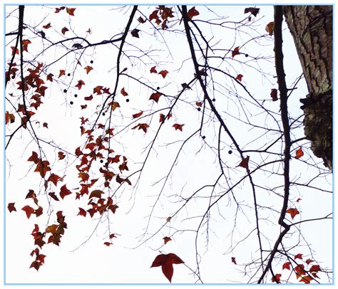 【冬季，去德保倾听枫叶飘落的声音摄影图片】风光摄影_周燕新_太平洋电脑网摄影部落